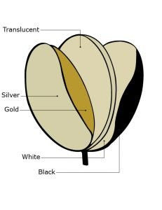 Photogenic Chameleon 42" 5-in-1 Collapsible Disc Reflector, Translucent, White, Black, Silver, Gold. (CH42) - Lighting-Studio - Photogenic - Helix Camera