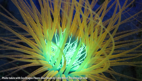 SeaLife Sea Dragon Fluoro-Dual Beam - Underwater - SeaLife - Helix Camera 