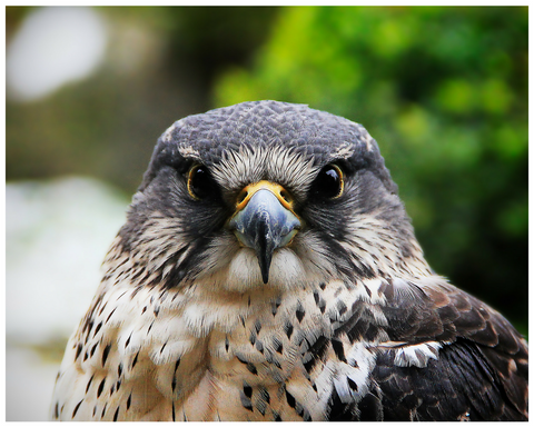 Birds of Prey Encounter   October 21, 2023  (11:00AM - 1:30PM) - Helix Camera 