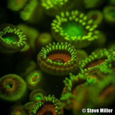 Ikelite - Dichroic Excitation Filter for DS161, DS160, DS125 #4069.1 - UNDERWATER - Ikelite - Helix Camera 